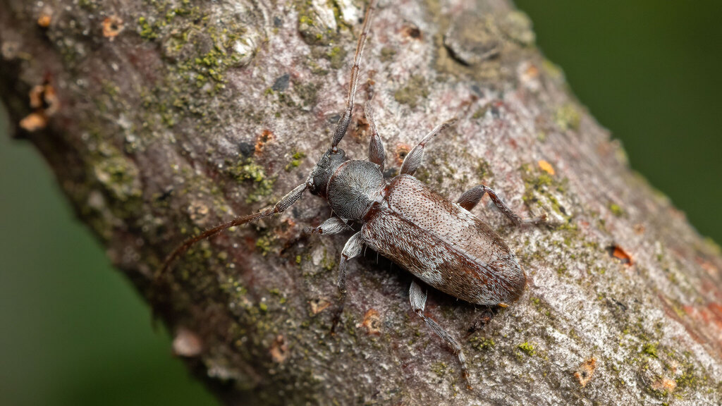 Cerambycidae Exocentrus lusitanus