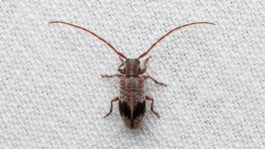 Exocentrus punctipennis
