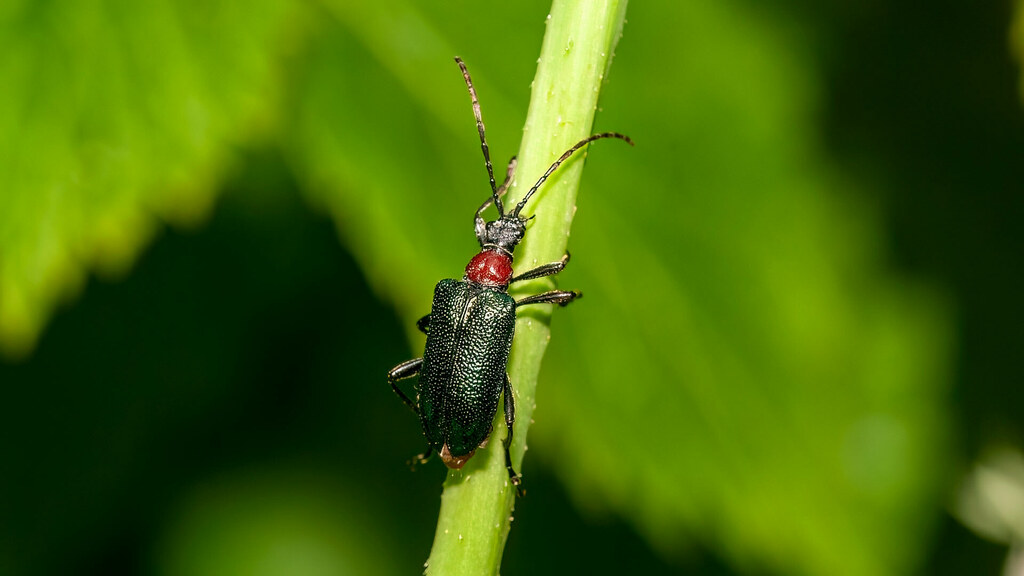Cerambycidae Gaurotes virginea