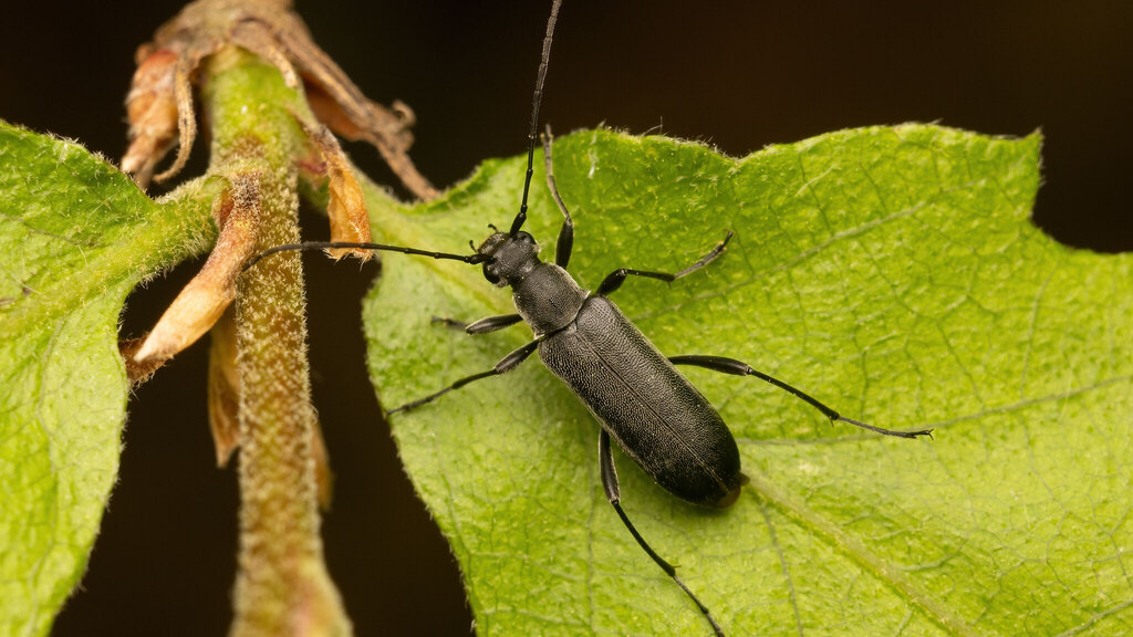 Cerambycidae Grammoptera abdominalis