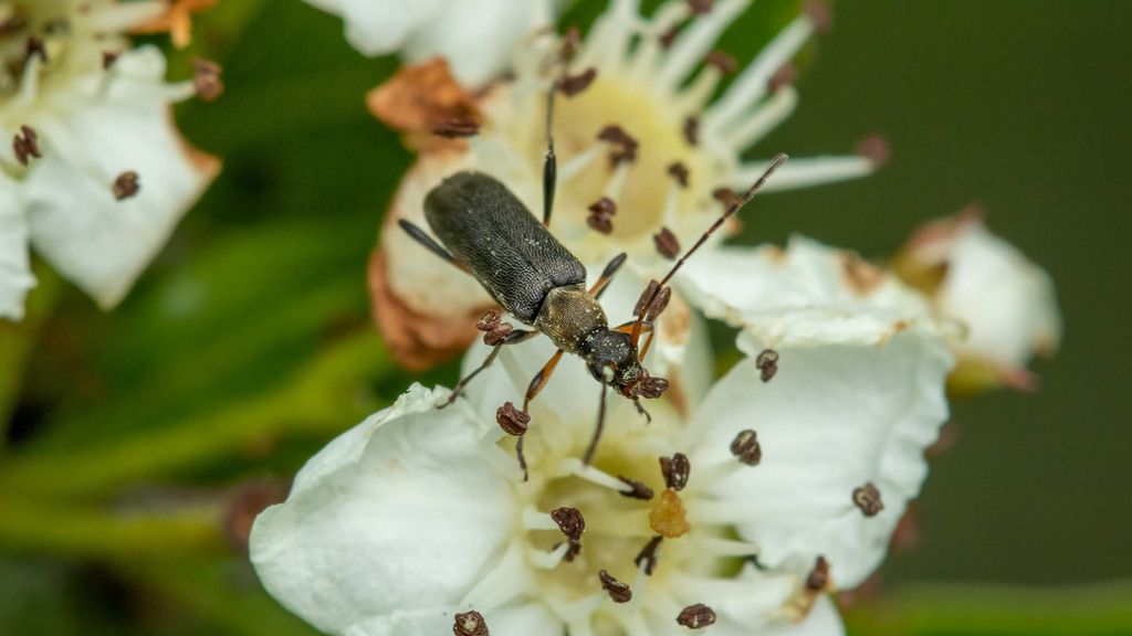 Cerambycidae Grammoptera ruficornis