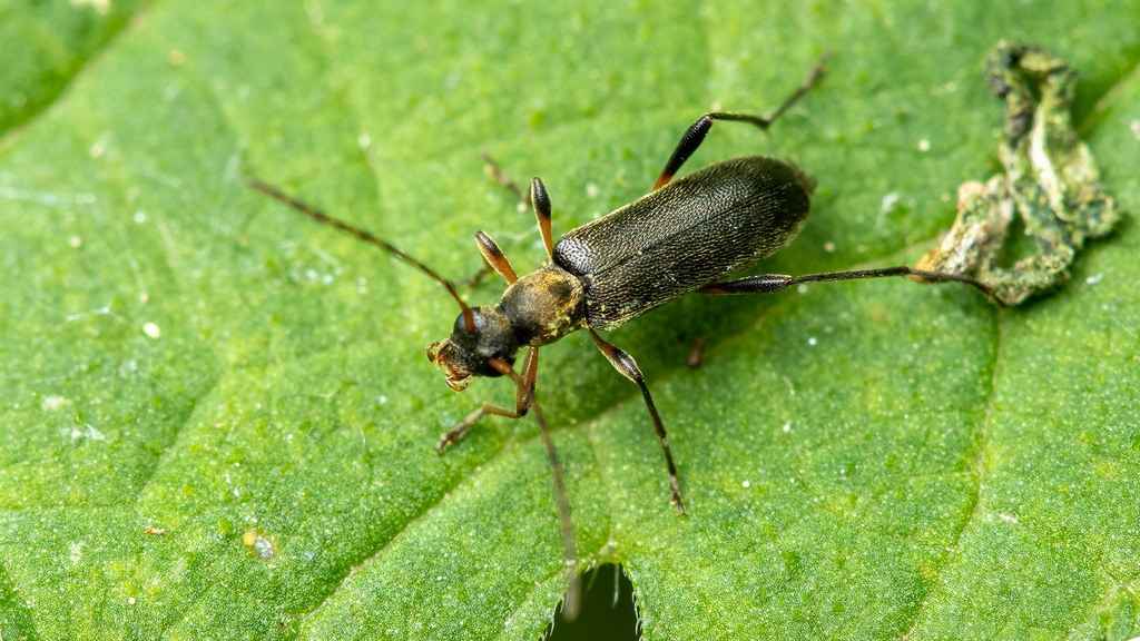 Cerambycidae Grammoptera ruficornis