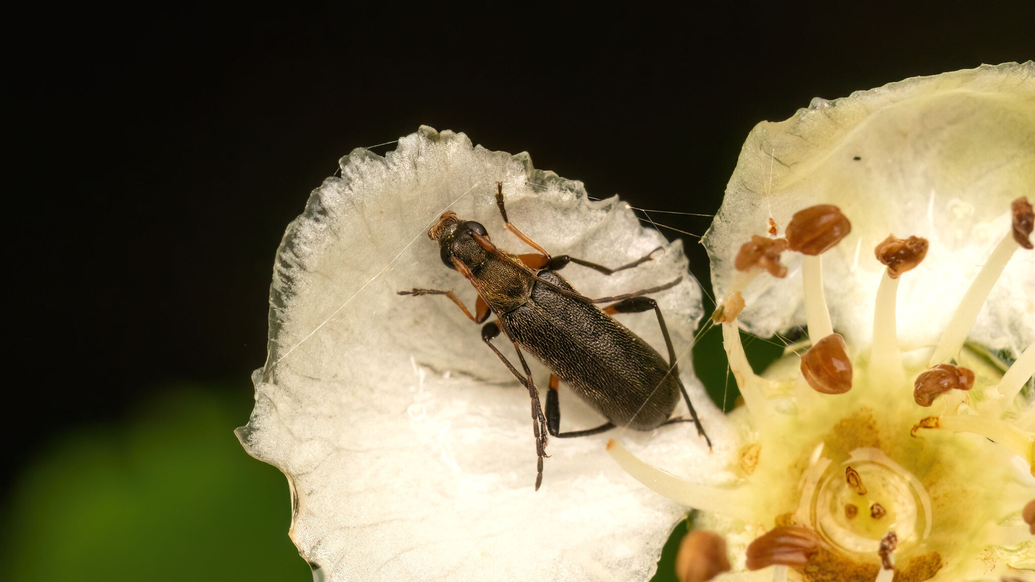 Cerambycidae Grammoptera ruficornis