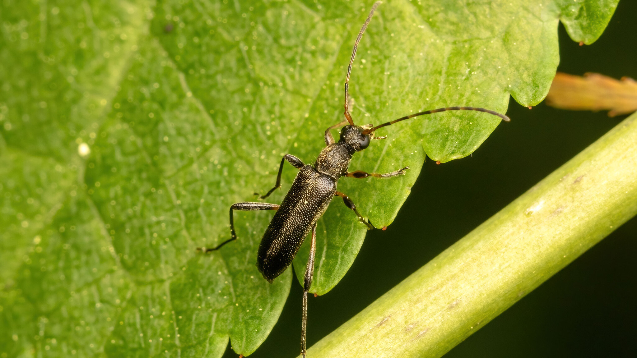 Cerambycidae Grammoptera ruficornis
