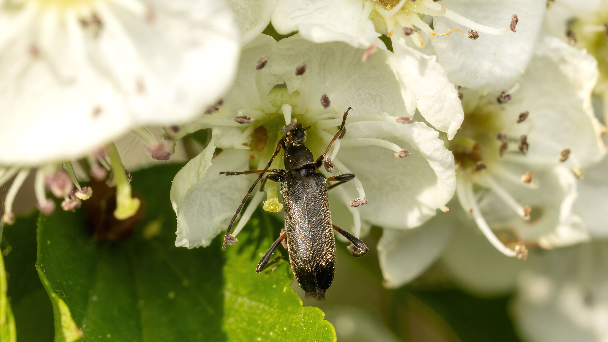 Cerambycidae Grammoptera ruficornis