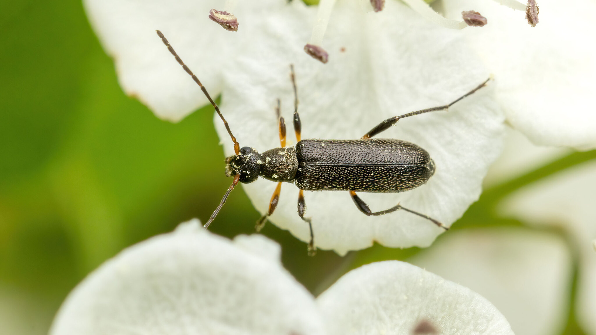 Cerambycidae Grammoptera ruficornis