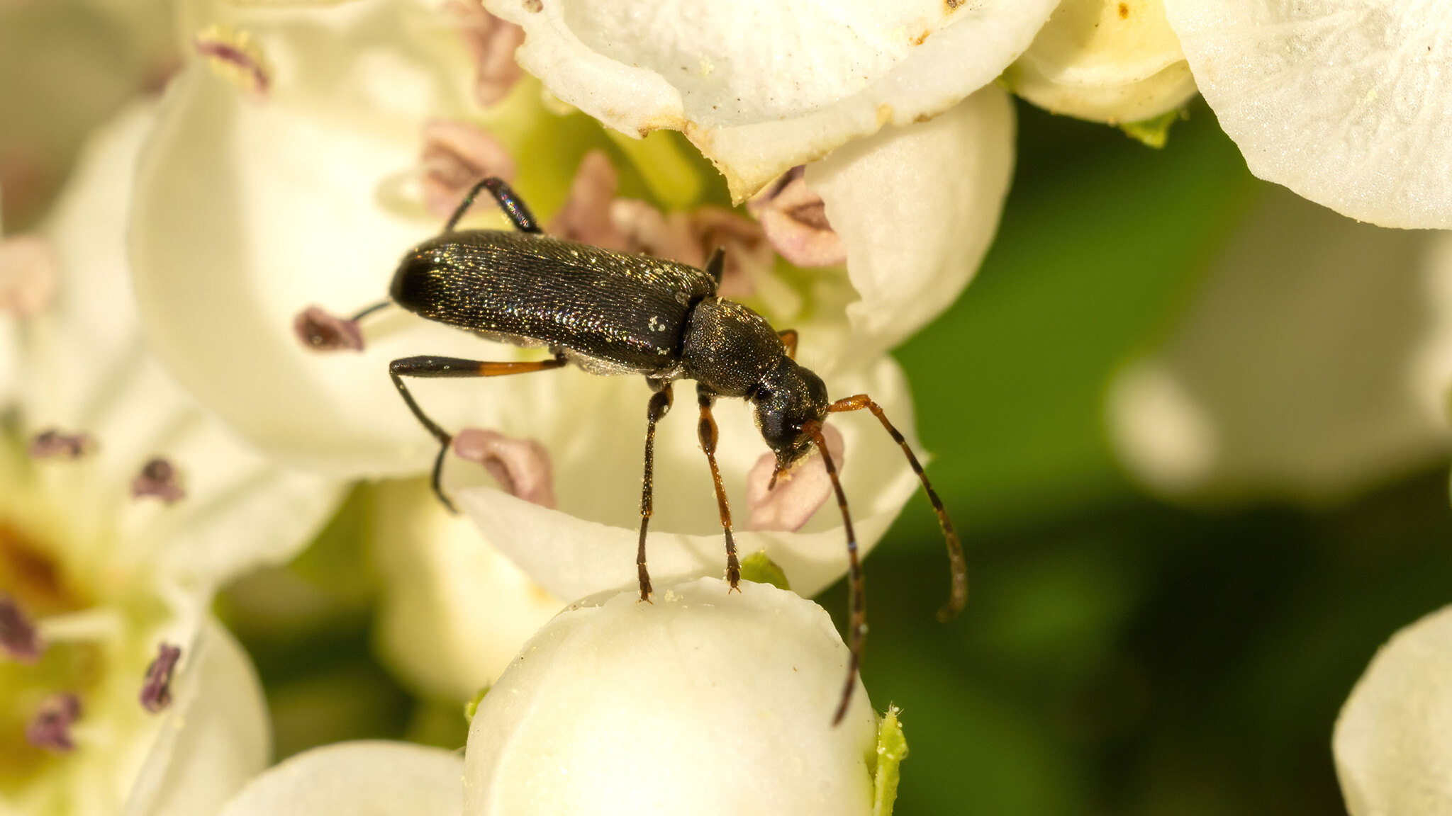 Cerambycidae Grammoptera ruficornis