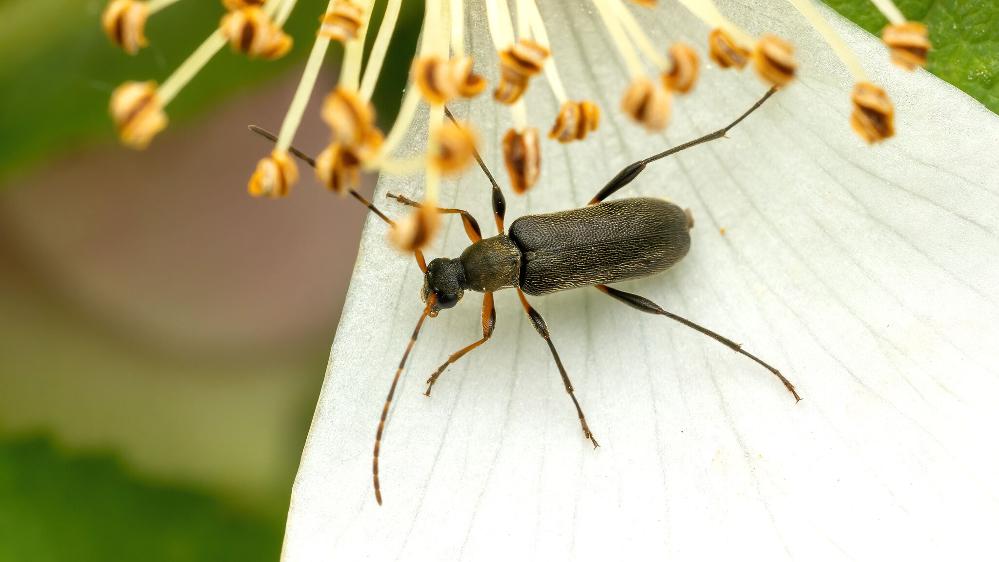 Cerambycidae Grammoptera ruficornis