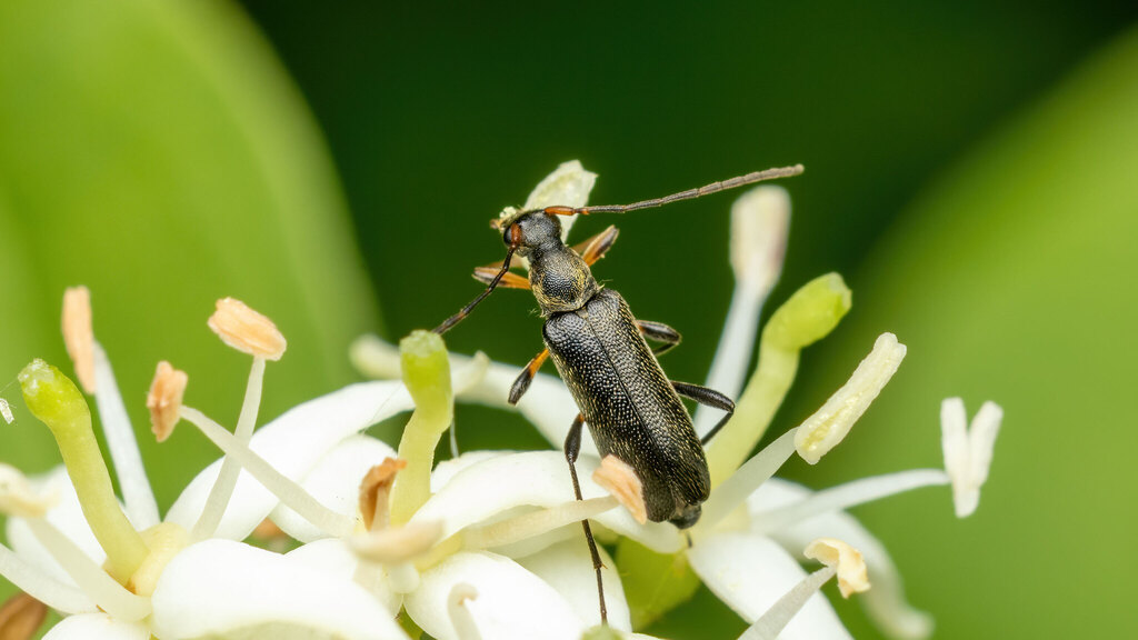 Grammoptera ruficornis