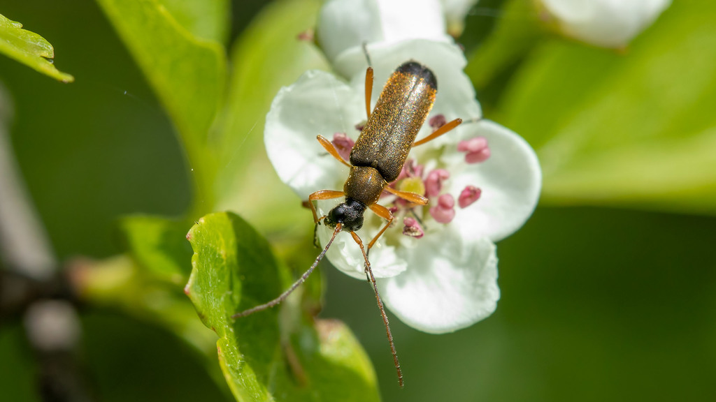 Cerambycidae Grammoptera ustulata