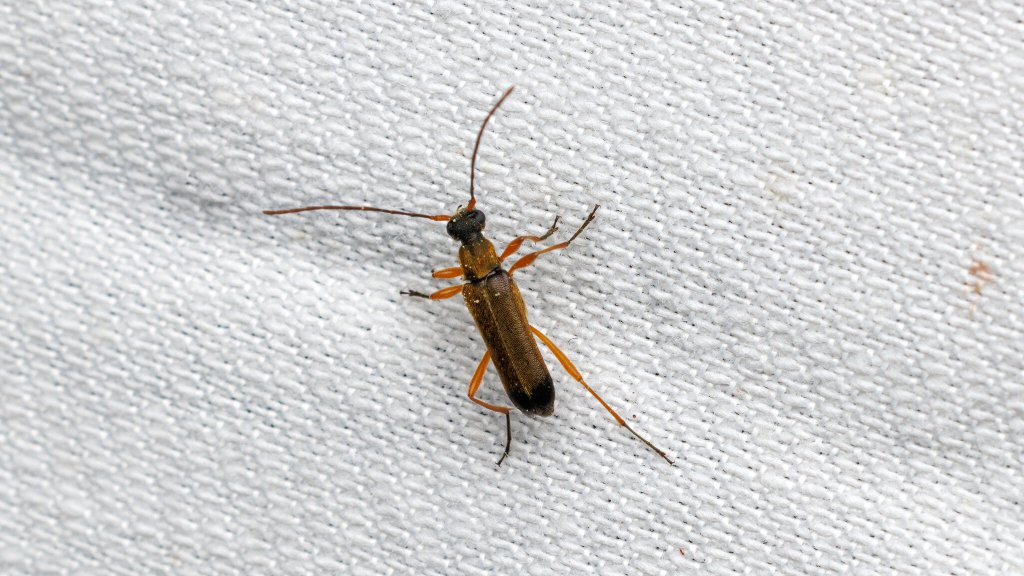 Grammoptera ustulata