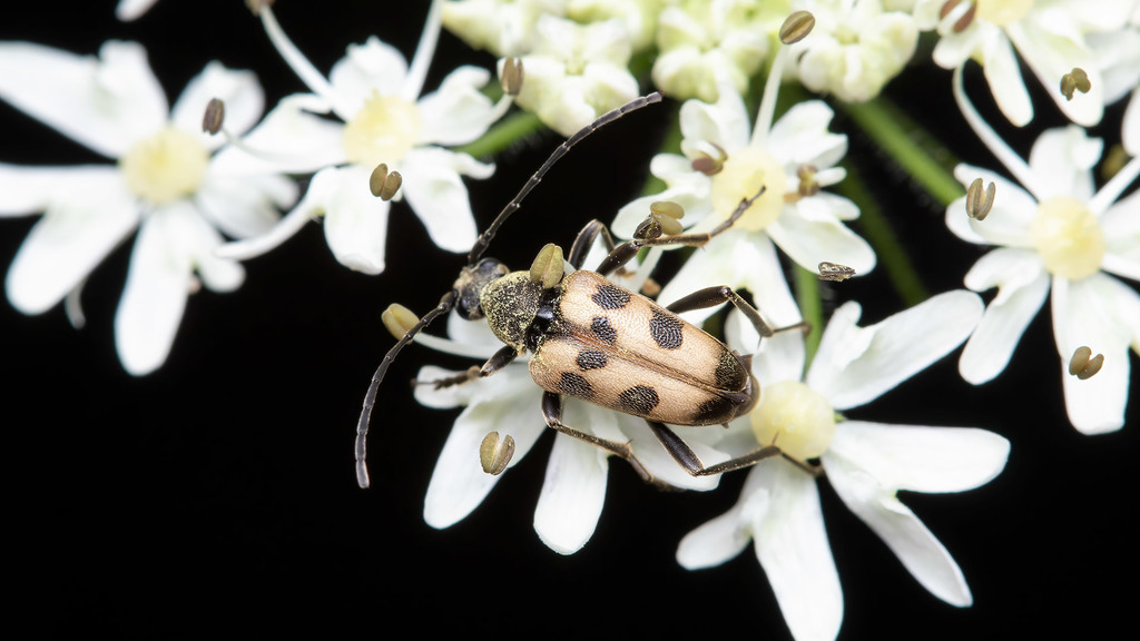 Cerambycidae Judolia cerambyciformis