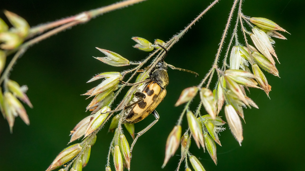 Cerambycidae Judolia erratica