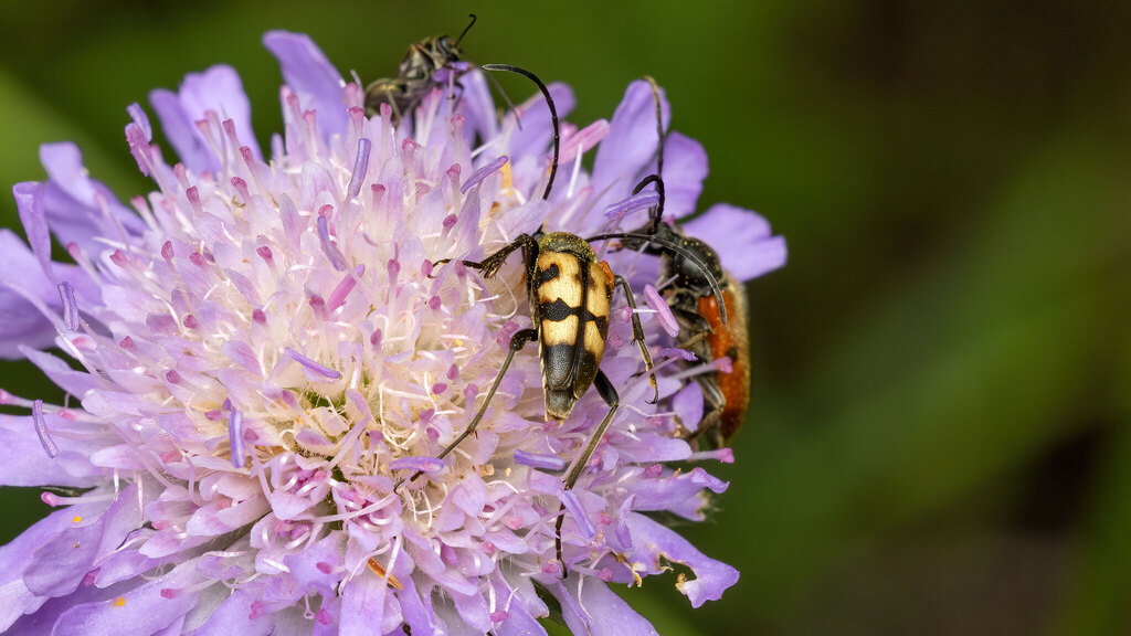 Cerambycidae Judolia erratica