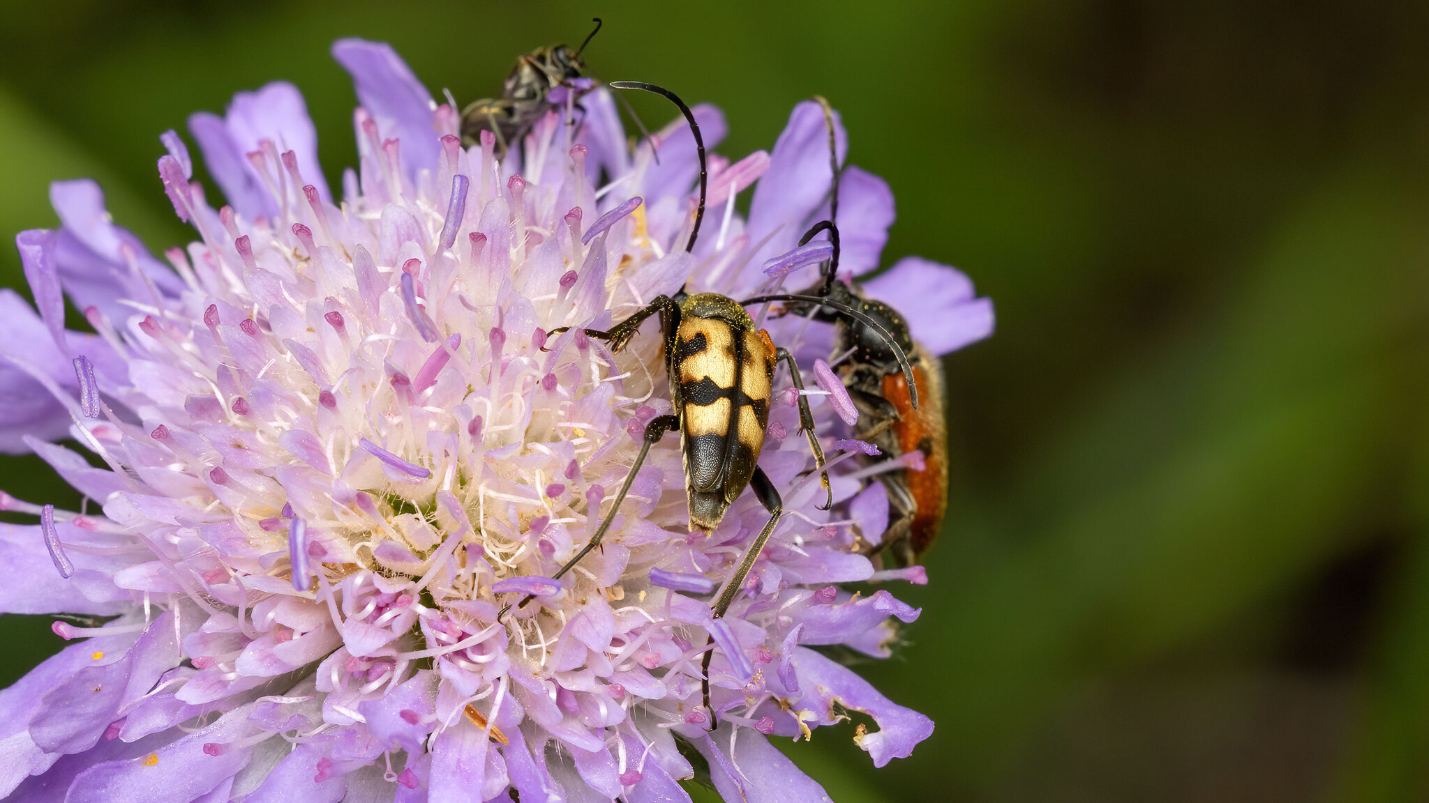 Cerambycidae Judolia erratica