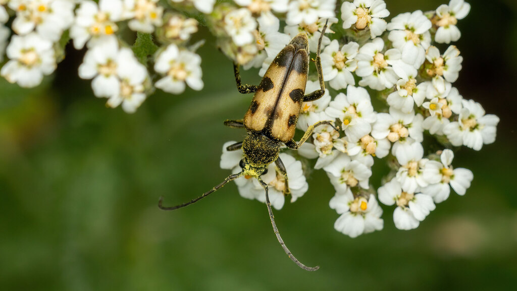 Cerambycidae Judolia erratica