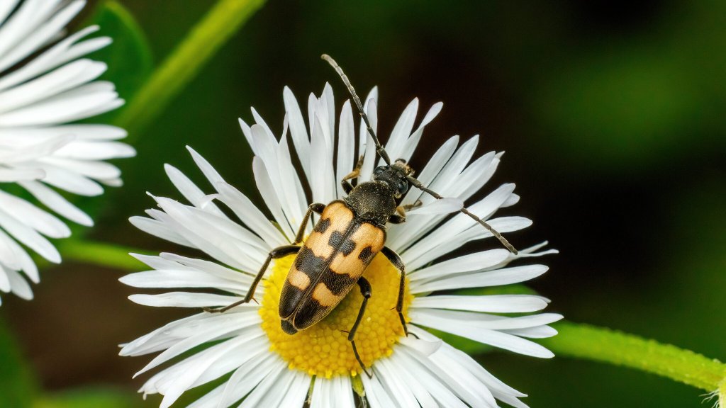 Judolia erratica