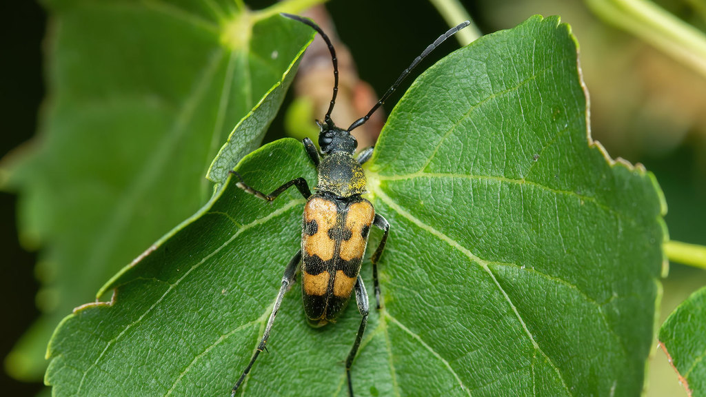 Cerambycidae Judolia erratica