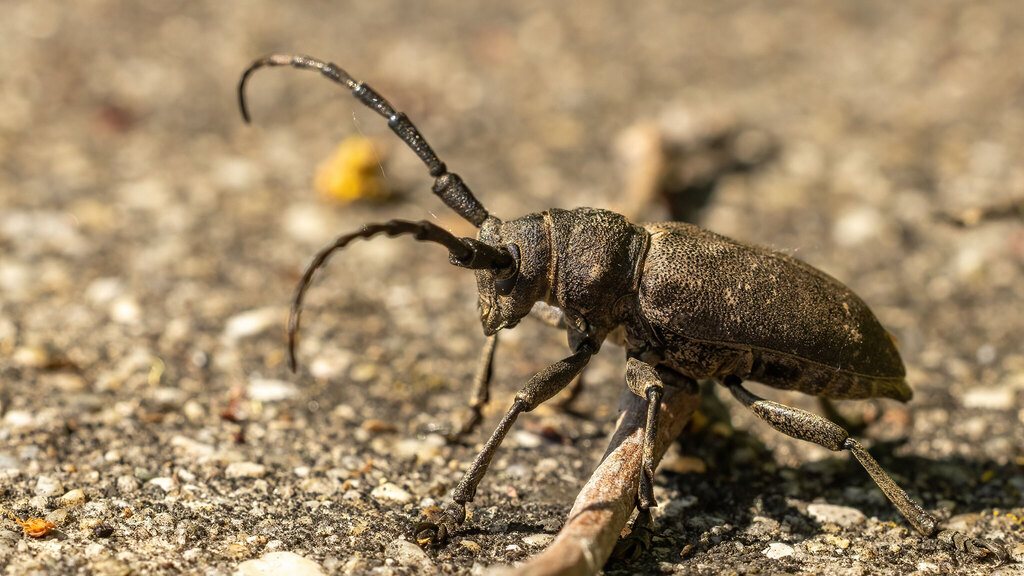 Cerambycidae Lamia textor