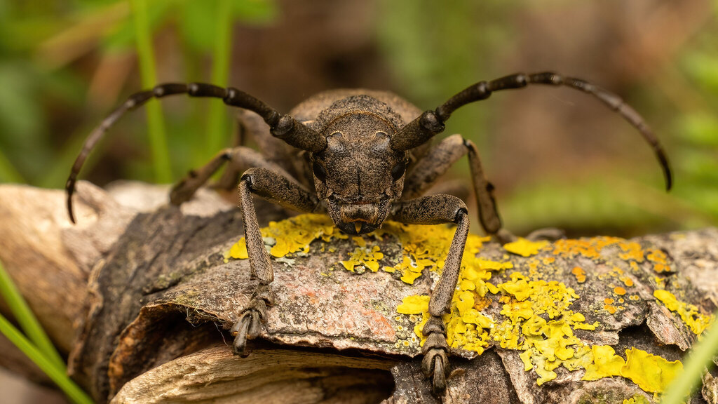 Cerambycidae Lamia textor
