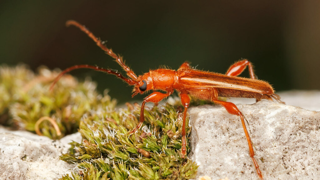 Cerambycidae Leioderes kollari