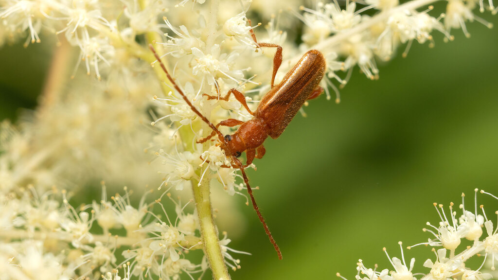 Cerambycidae Leioderes kollari