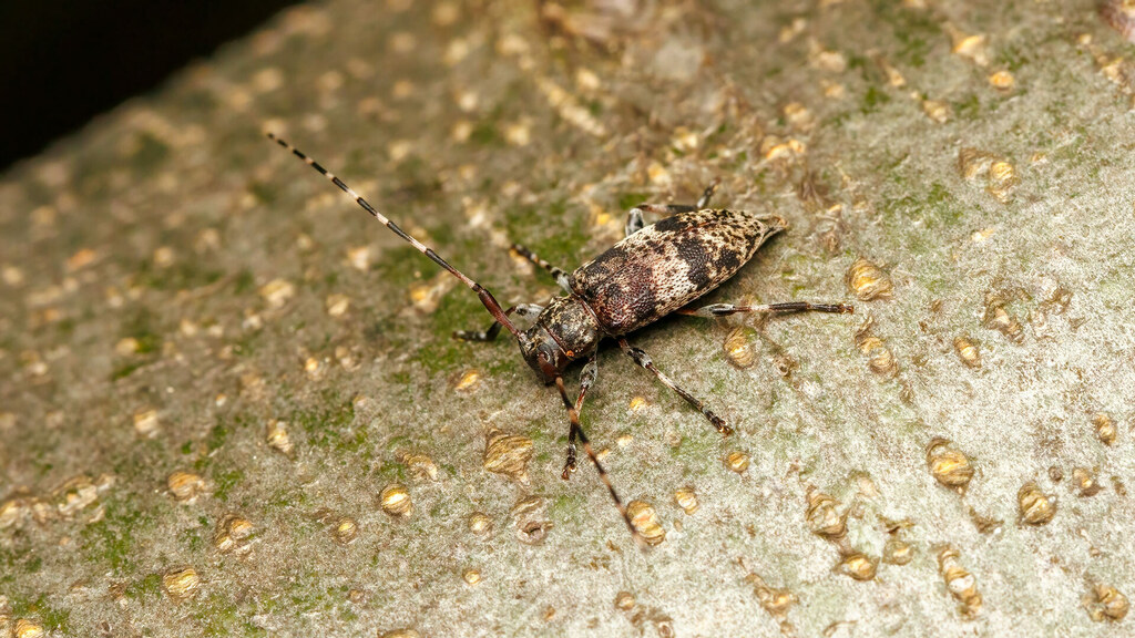 Cerambycidae Leiopus