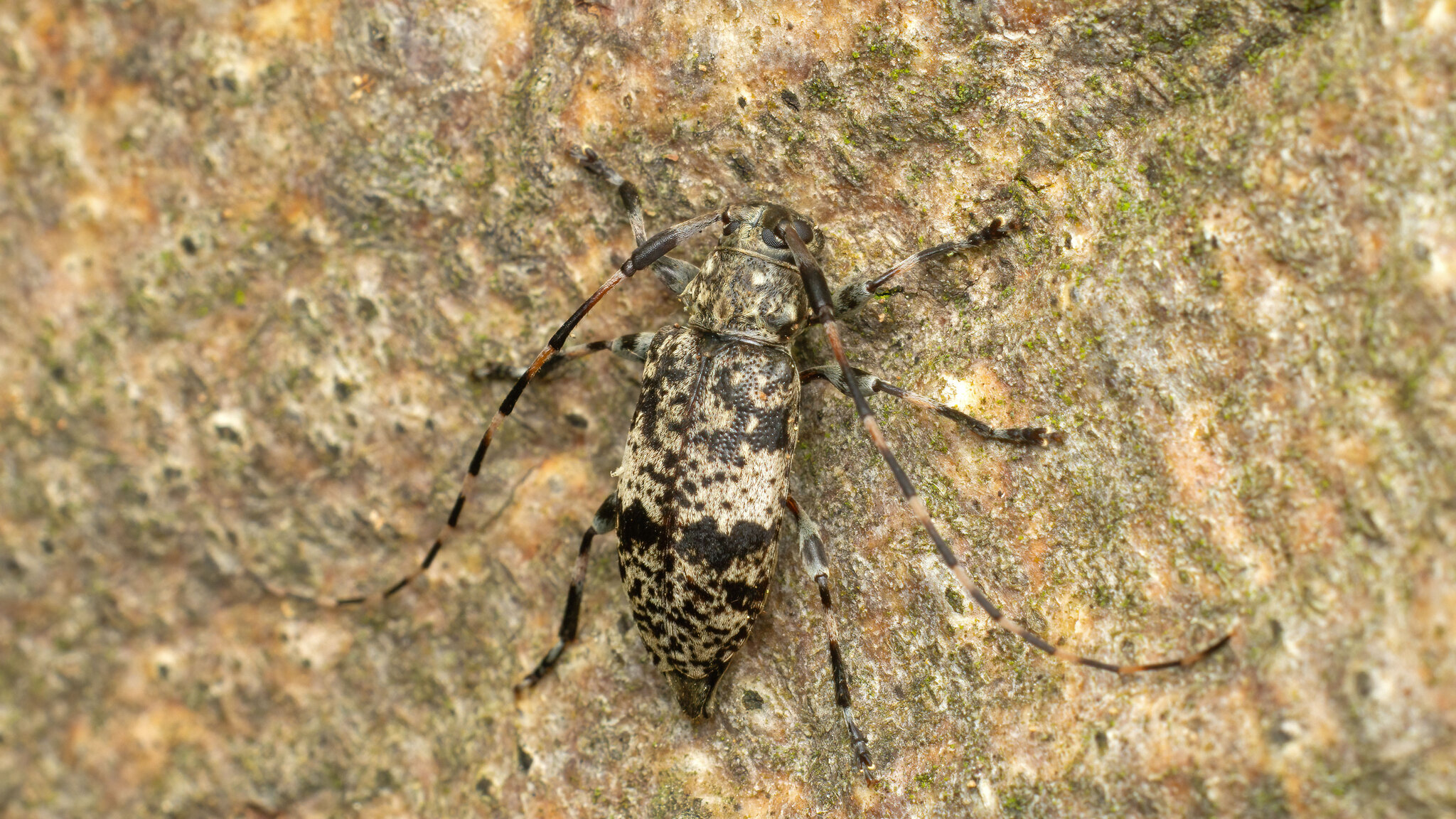 Cerambycidae Leiopus