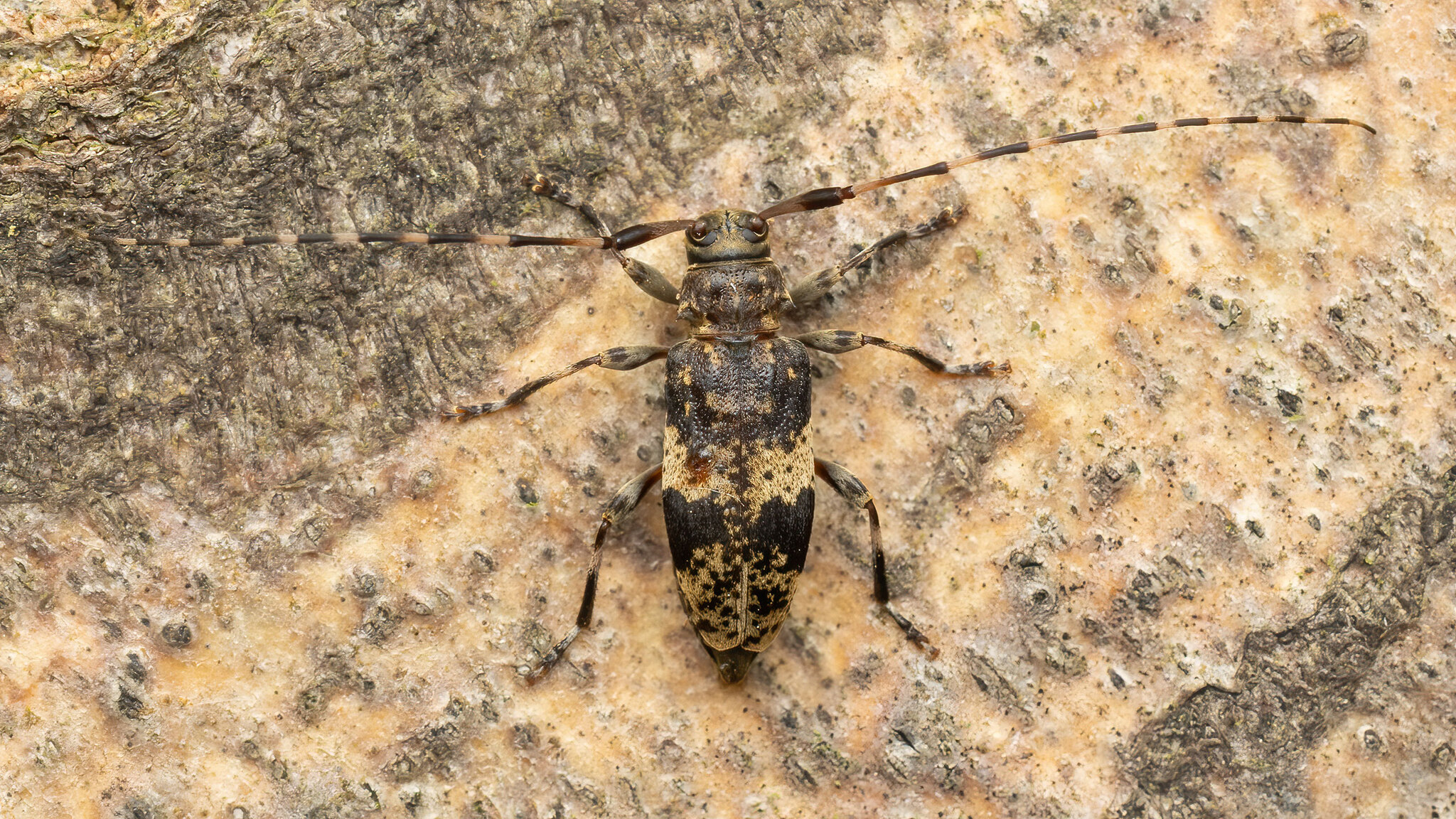 Cerambycidae Leiopus