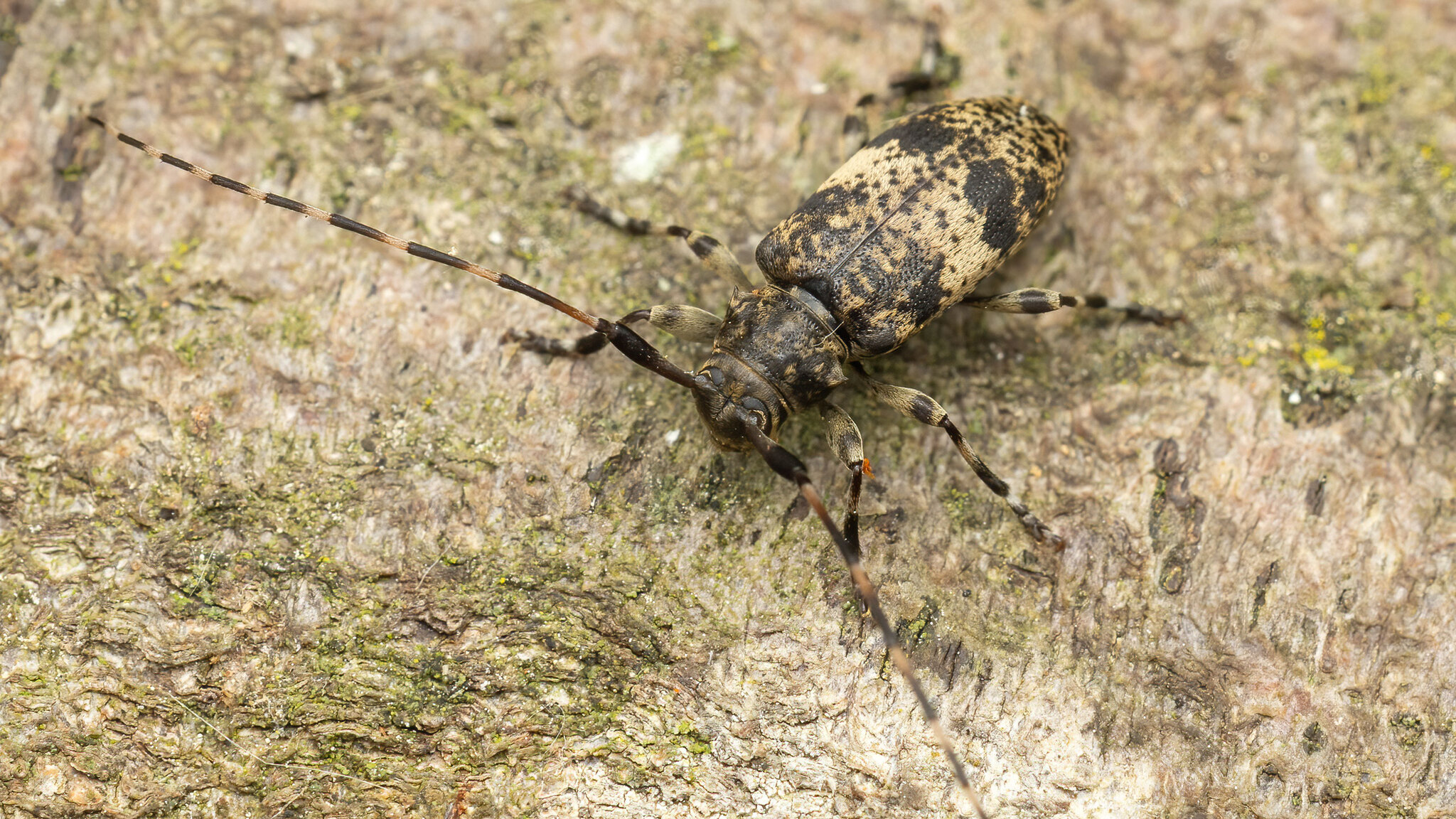 Cerambycidae Leiopus