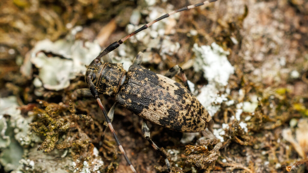Cerambycidae Leiopus