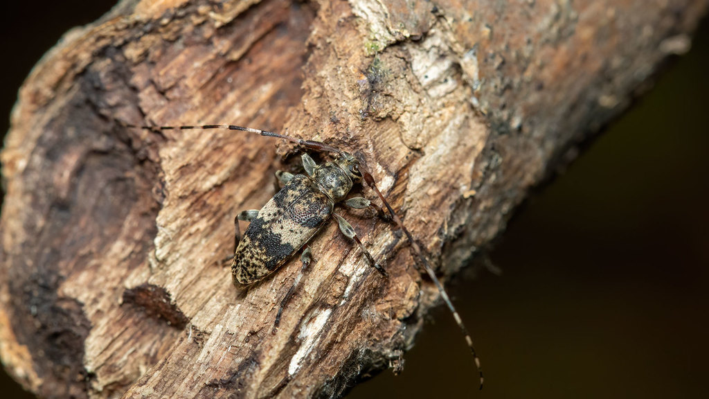 Cerambycidae Leiopus