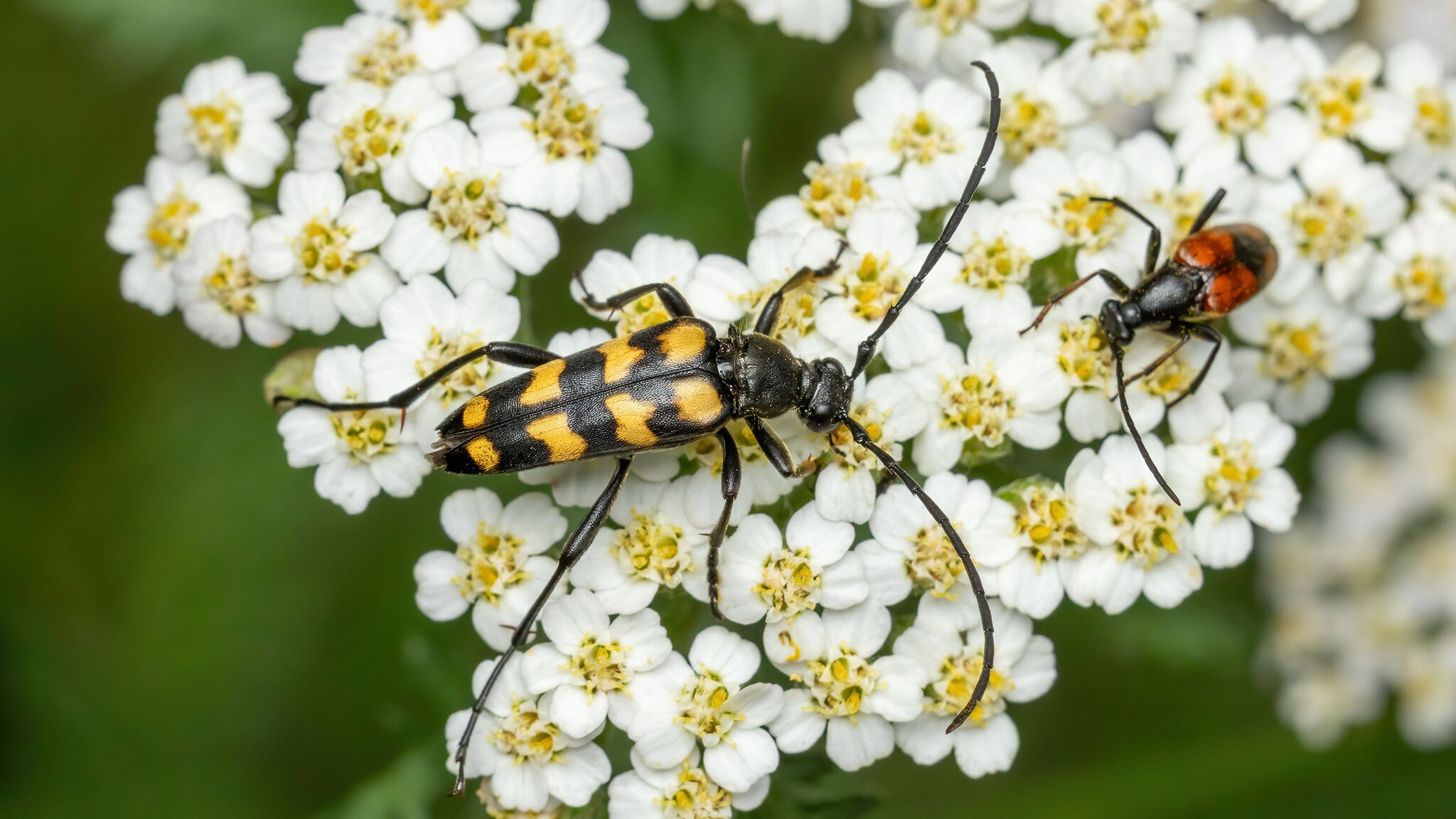 Cerambycidae Leptura quadrifasciata