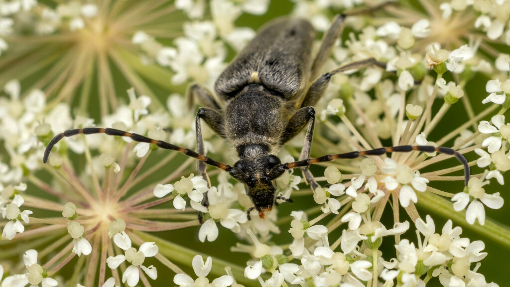 Cerambycidae Lepturobosca virens