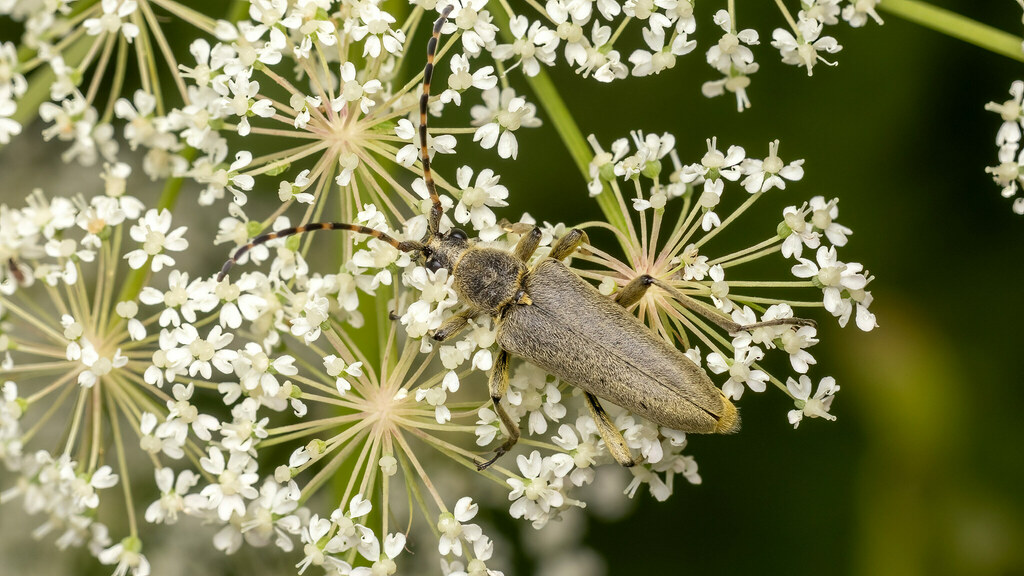 Cerambycidae Lepturobosca virens