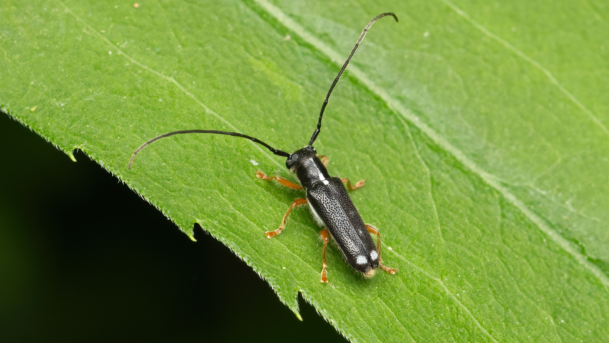 Cerambycidae Menesia bipunctata