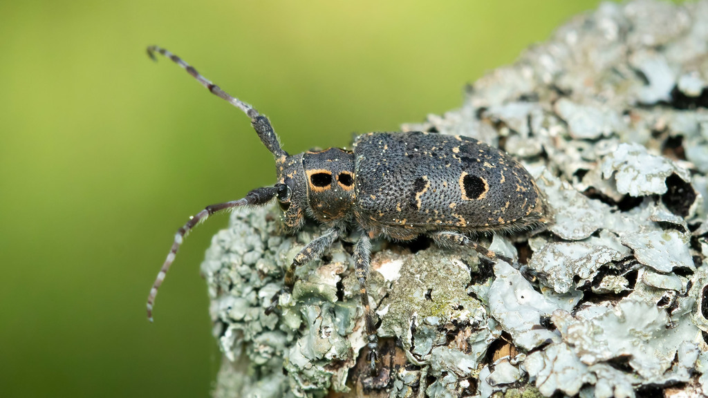 Cerambycidae Mesosa curculionoides