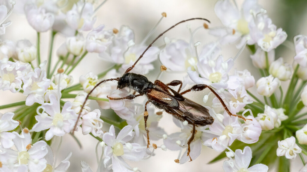 Cerambycidae Molorchus minor