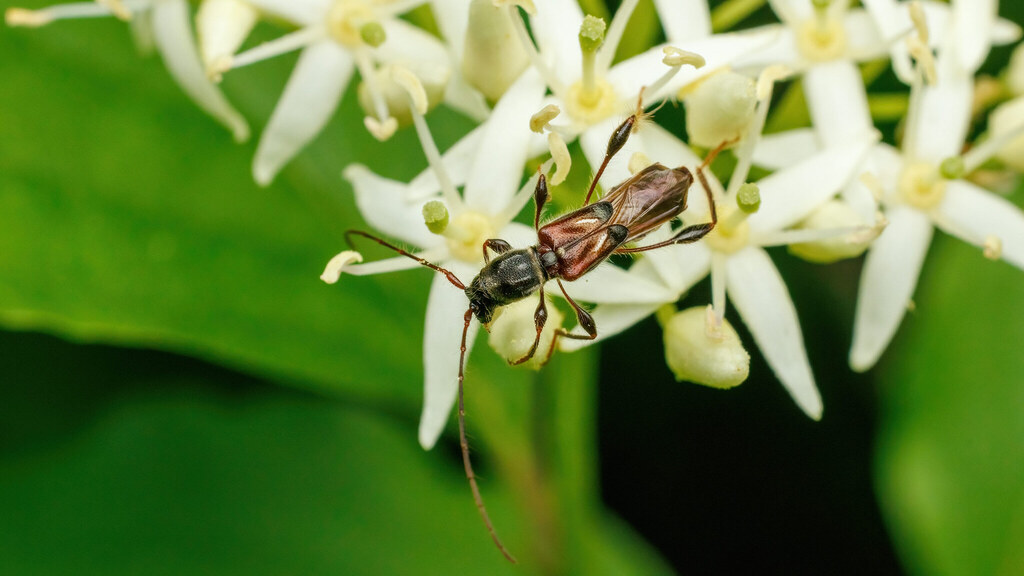 Cerambycidae Molorchus minor