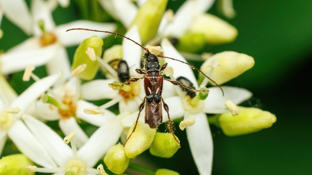 Cerambycidae Molorchus minor
