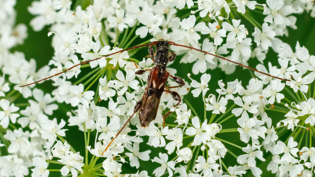 Cerambycidae Molorchus minor