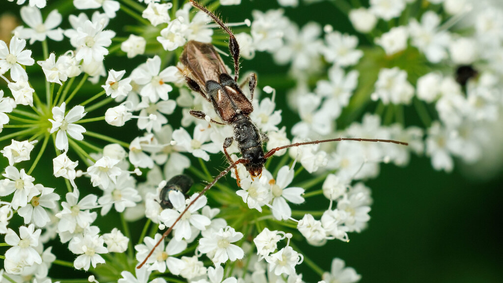 Cerambycidae Molorchus minor