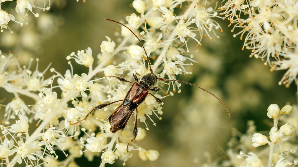 Cerambycidae Molorchus minor