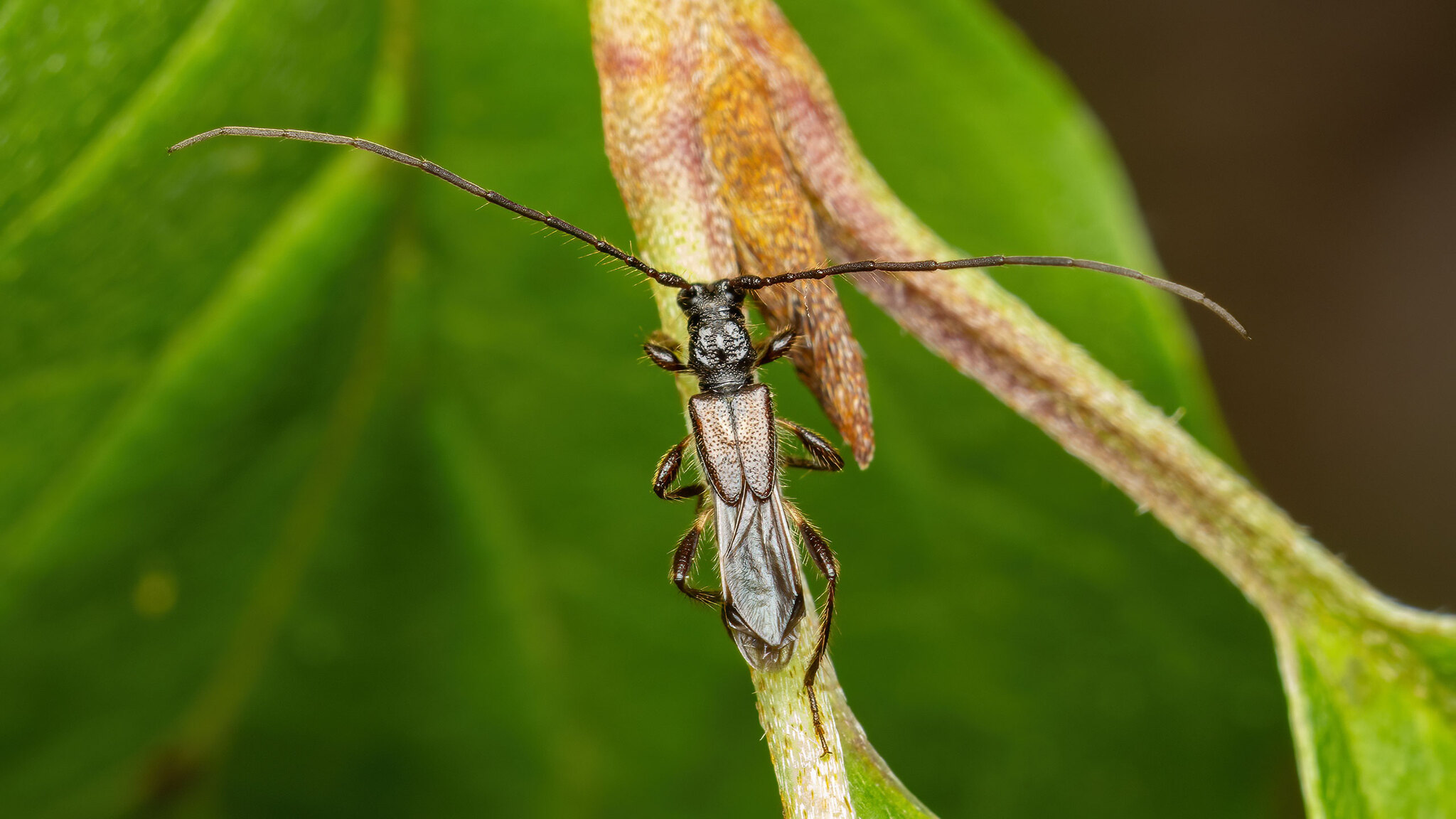 Cerambycidae Molorchus umbellatarum