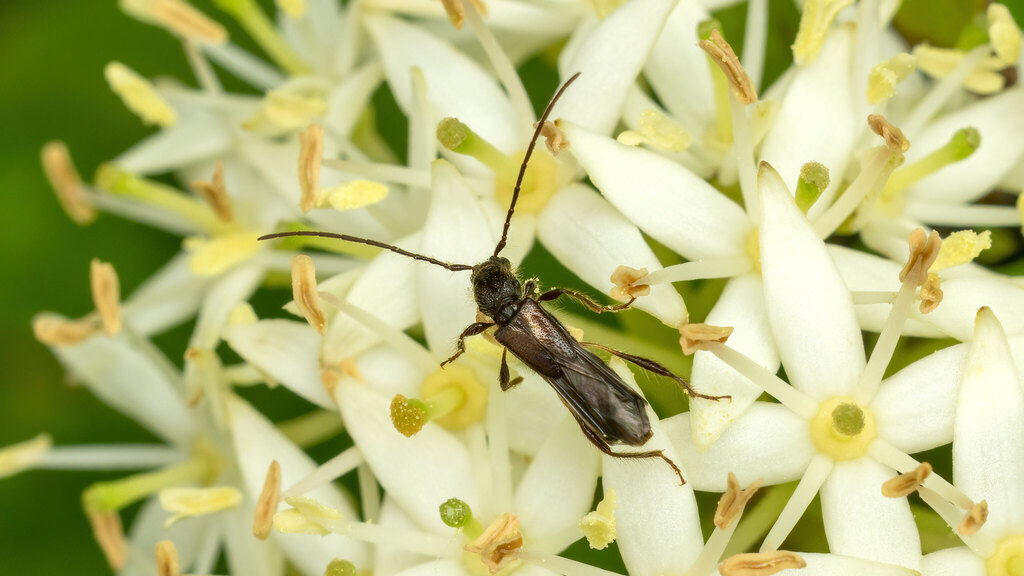 Cerambycidae Molorchus umbellatarum