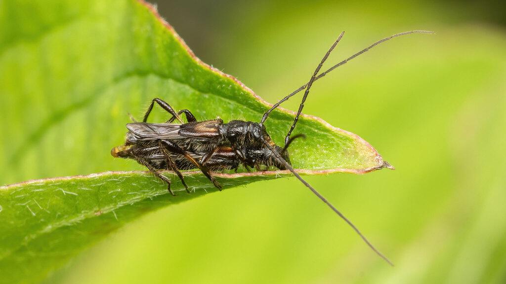 Cerambycidae Molorchus umbellatarum