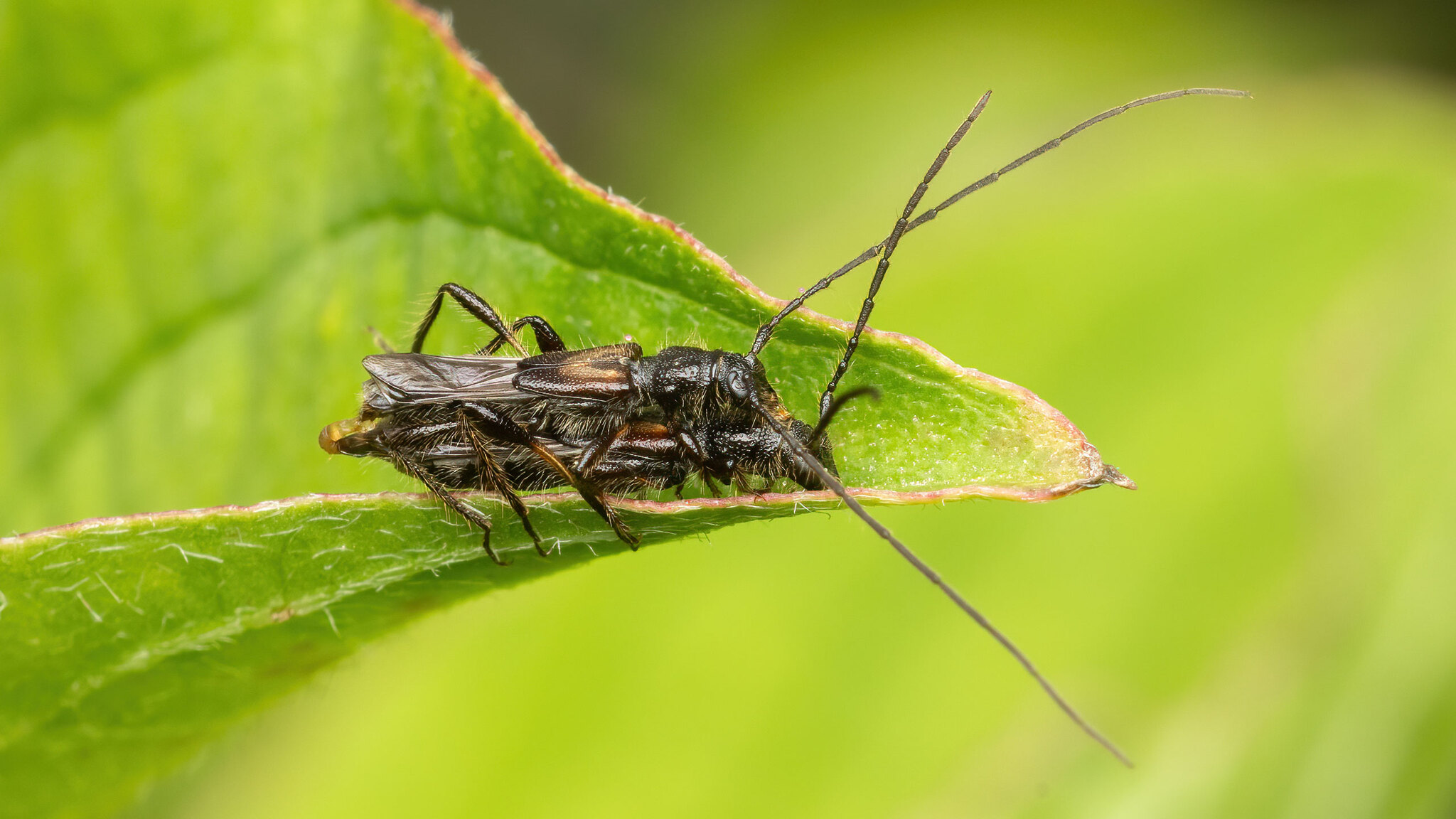 Cerambycidae Molorchus umbellatarum