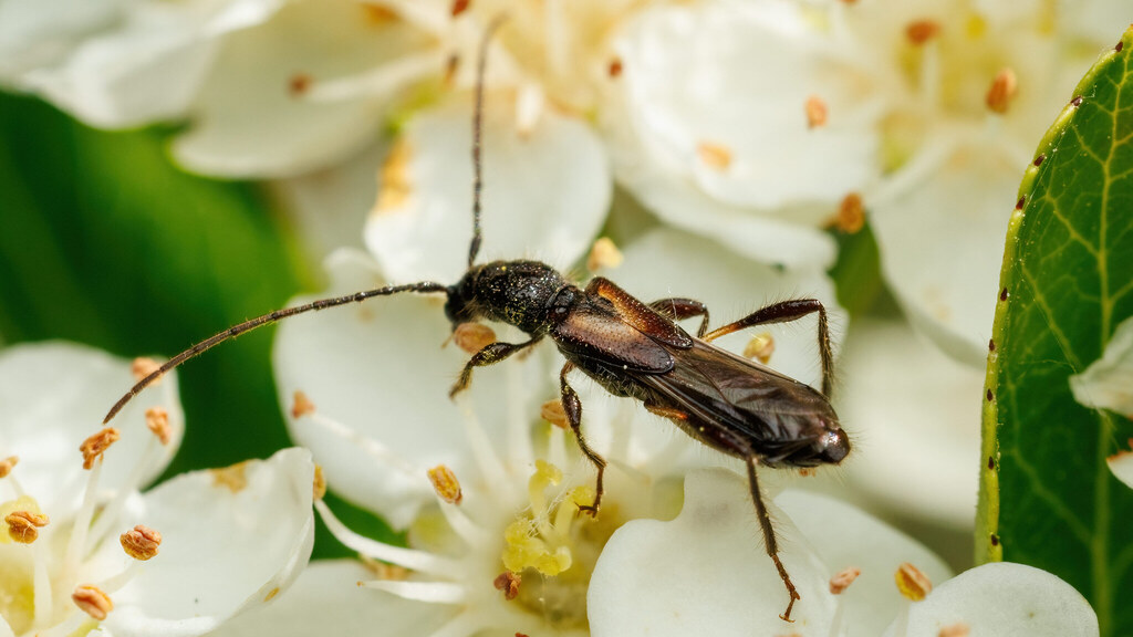Cerambycidae Molorchus umbellatarum