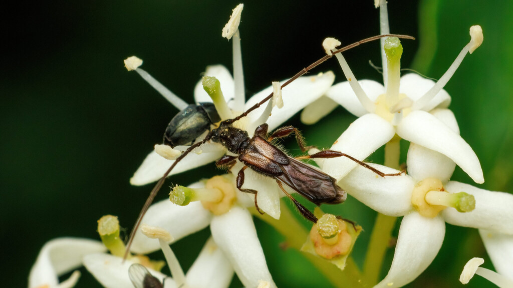 Cerambycidae Molorchus umbellatarum
