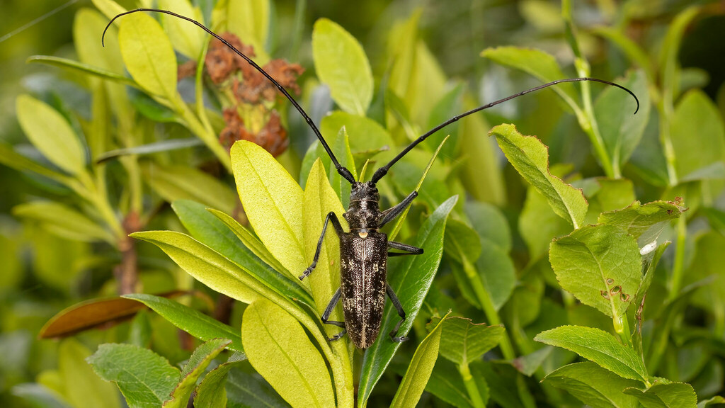 Cerambycidae Monochamus sartor